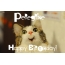 Funny Birthday for Peregrine Pics