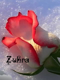Pictures with name Zuhra