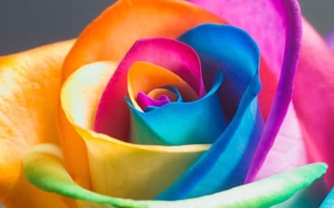 Button multicolored roses.