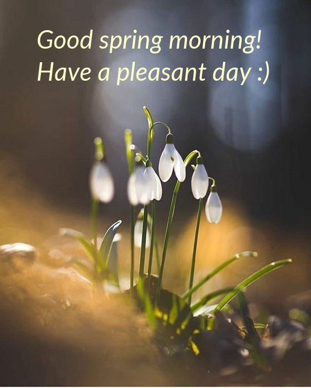 Good spring morning! Have a pleasant day :)