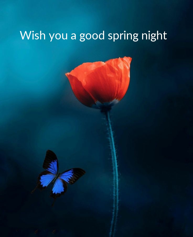 Wish you a good spring night
