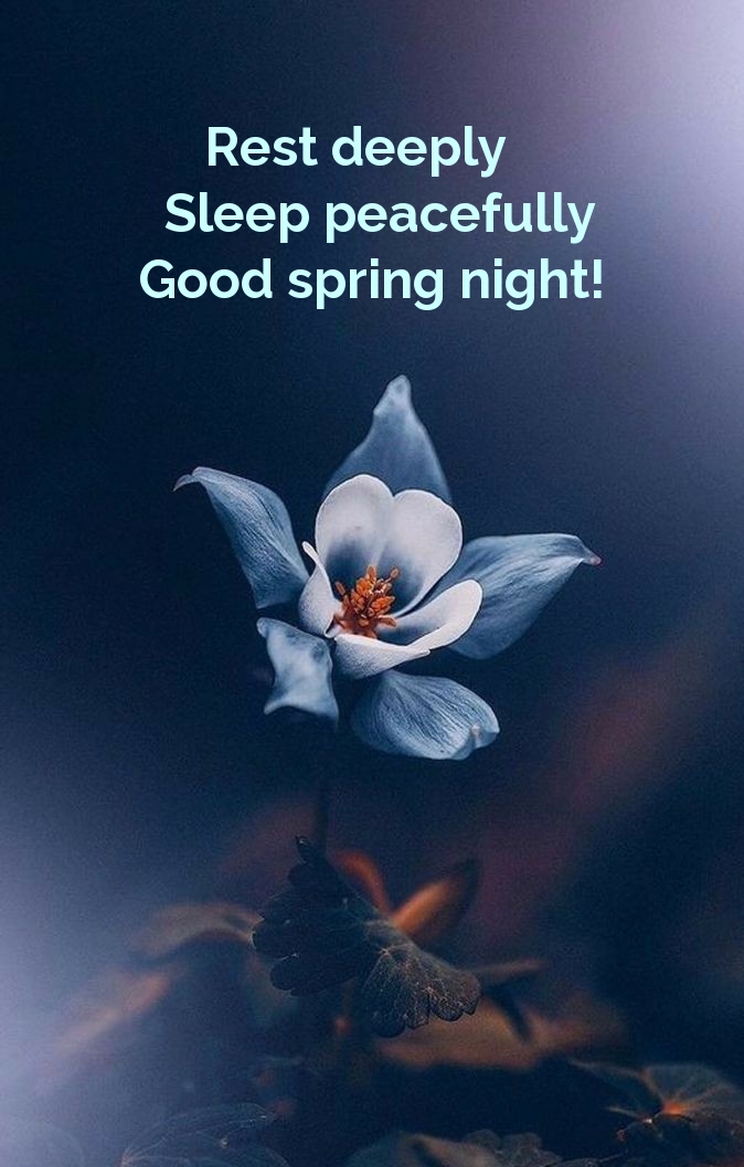 Rest deeply Sleep peacefully Good spring night!