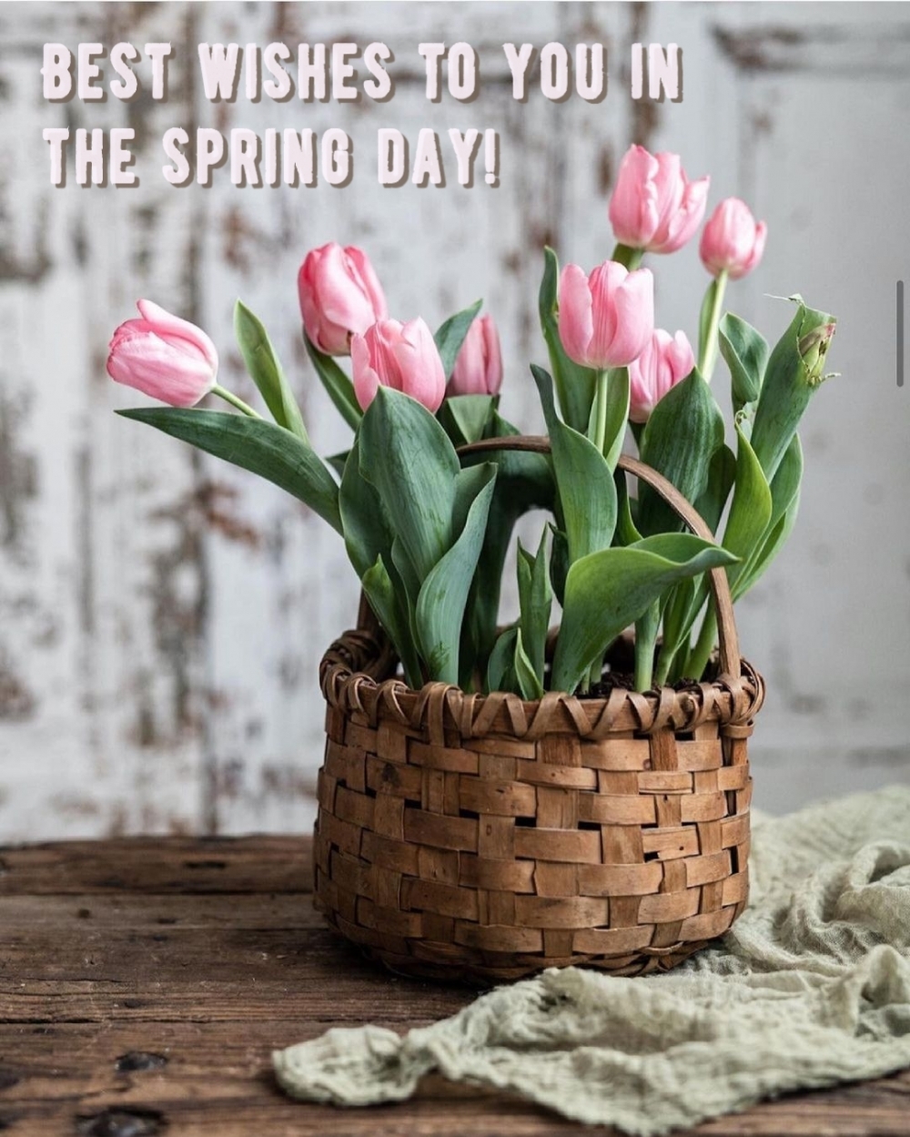 Best wishes to you in the spring day!