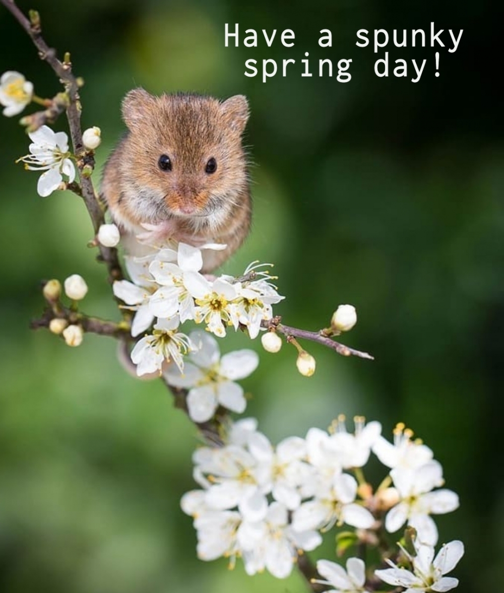 Have a spunky spring day!