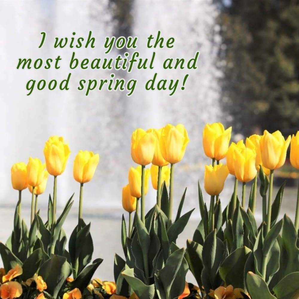I wish you the most beautiful and good spring day!