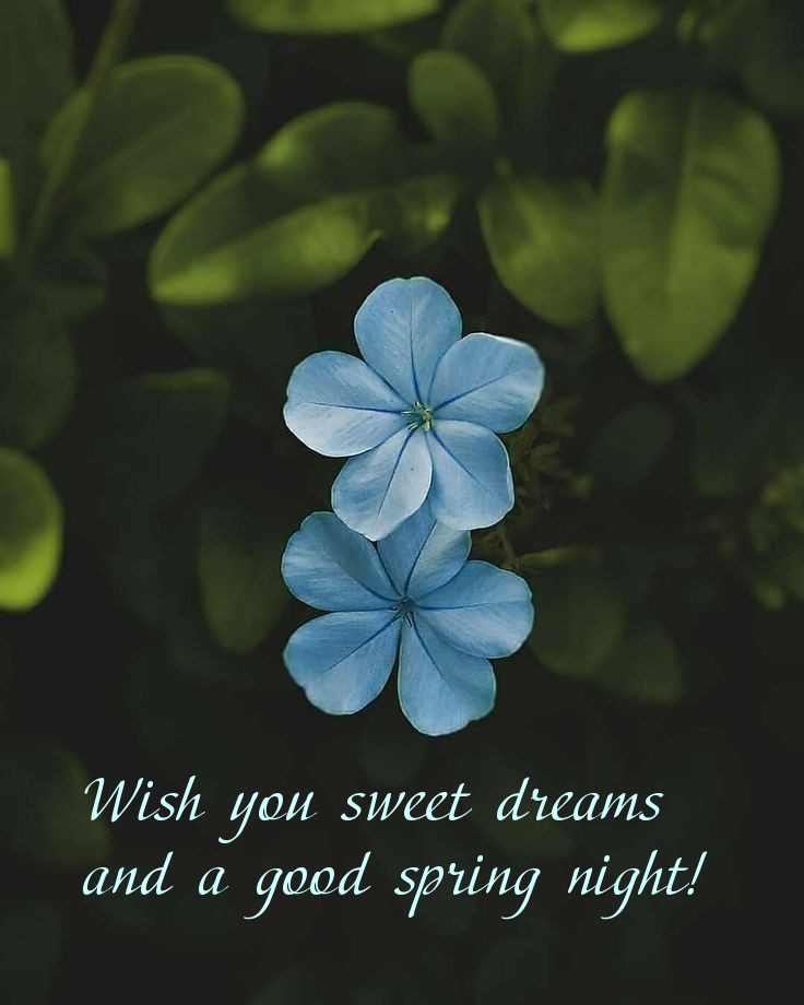 Wish you sweet dreams and a good spring night!
